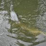 DSC_0677.JPG