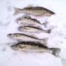 IMAGE_024.jpg