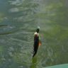 DSC_0105.JPG
