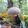  - (Amanita rubescens)