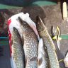 IMG_20200604_141503.jpg