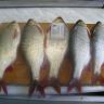 IMG_1727.jpg