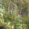 SDC10104.JPG