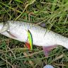 DSC00038.jpg