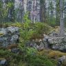WP_20150708_017.jpg