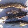 IMG_20160301_151432.jpg