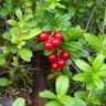 DSC02915.JPG