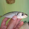 DSC00647.JPG