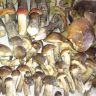 DSC01430.JPG