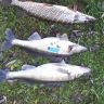IMG_20121105_130859.jpg