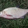 DSC00195.JPG