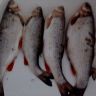 DSC00019.jpg
