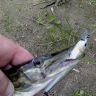DSC00026.jpg