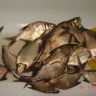 DSC09504.JPG