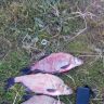 IMG_20150824_192751.jpg