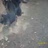 SDC13153.JPG