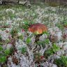 DSC02945.JPG