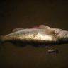 DSC08287.JPG