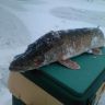 IMG-20161118-WA0002.jpeg
