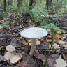   (Amanita citrina)