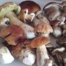 DSC01428.JPG