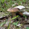 DSC02917.JPG
