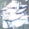 IMG0038A.jpg