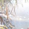 DSC02225.JPG