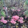 DSC01425.JPG