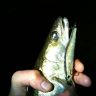 IMG_0558.jpg