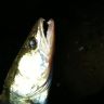 IMG_1258.jpg