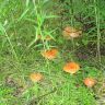 IMG_0268.jpg