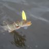 DSCN5781.JPG