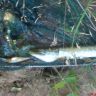 DSC01568.JPG