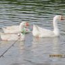 IMG_2332.JPG