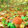 IMG_20130917_220341.jpg