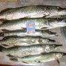 DSC02245.JPG