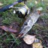 DSC01465.JPG