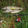 DSC03170.JPG