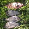 IMG0132A.jpg
