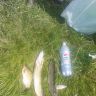 DSC00225.JPG