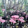 DSC01424.JPG