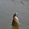 DSC_0107.JPG
