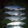 IMG_20130601_231114.jpg