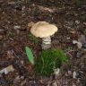 DSC02596.JPG