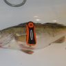 DSC01711.JPG