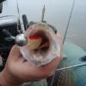 DSC08286.JPG