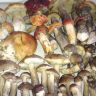 DSC01429.JPG