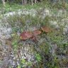 DSC02950.JPG