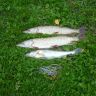DSC01182.JPG